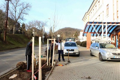 Talichova ulice - alej